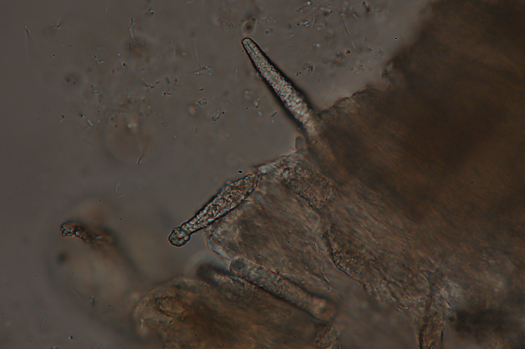 Una crosta su piccola quercia-foto2830(Phlebiopsis ravenelii